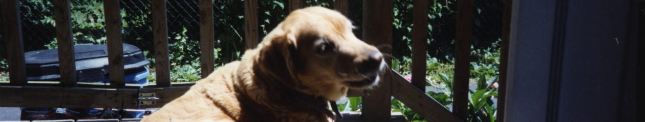 Treatment for Cataracts in Dogs